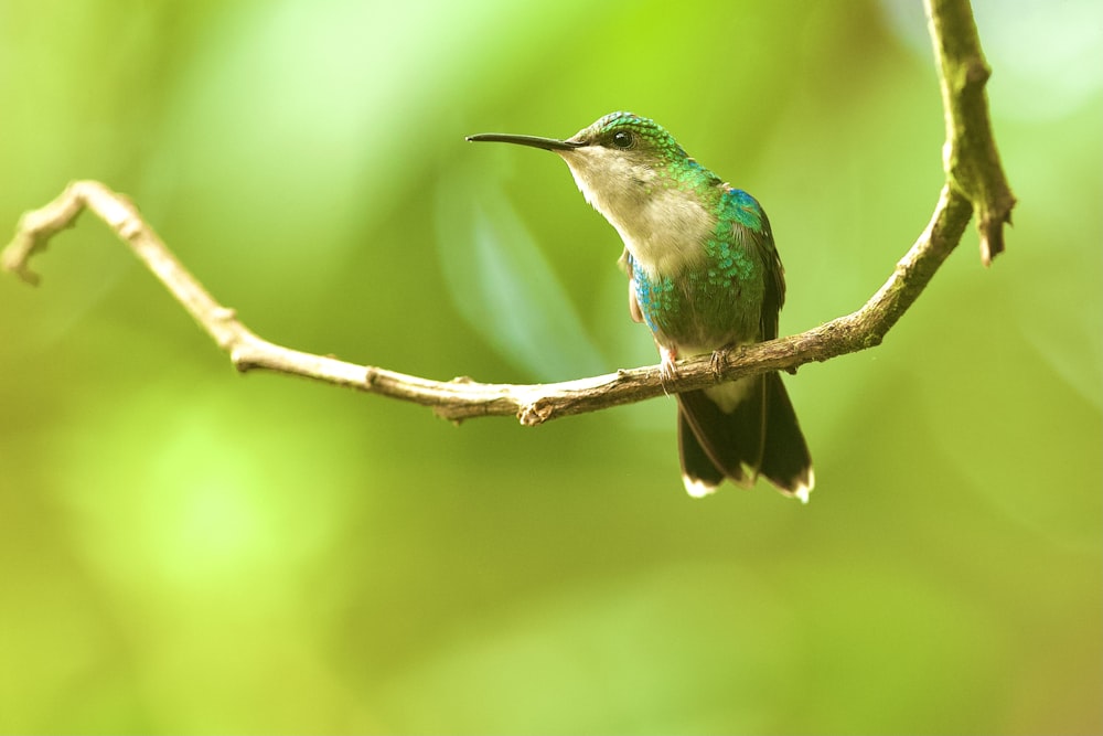 a small bird sitting on a branch in a tree