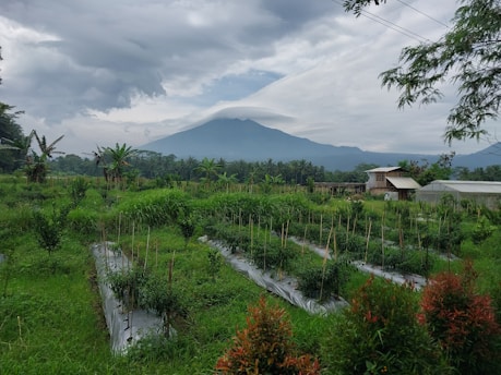 Lush green fields with rows of crops surrounded by tropical vegetation. A mountain looms in the background under an overcast sky. A few small buildings are visible on the right amidst the greenery.