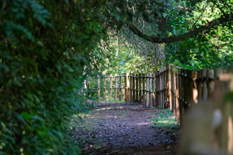 A peaceful pine forest path inviting visitors into a calm, professional space.