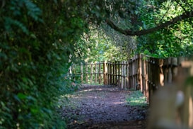 A serene forest path is lined with lush green foliage and wooden fencing. Dappled sunlight filters through the canopy, creating a peaceful and inviting atmosphere.