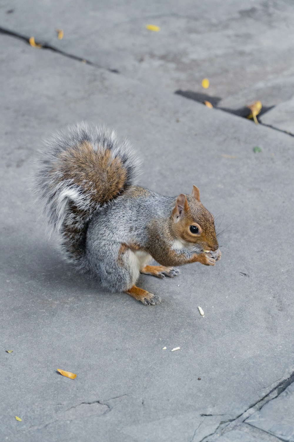 a squirrel is standing on its hind legs