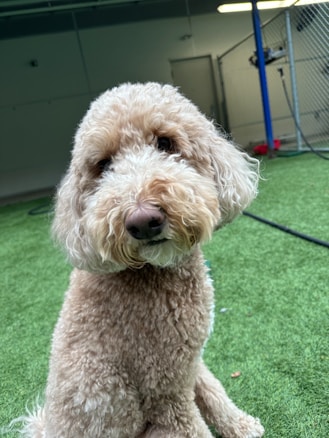 A fluffy dog with curly, light brown fur sits on a green artificial turf surface. The dog has a curious and friendly expression. The background shows a fenced area and interior fixtures with a closed door.