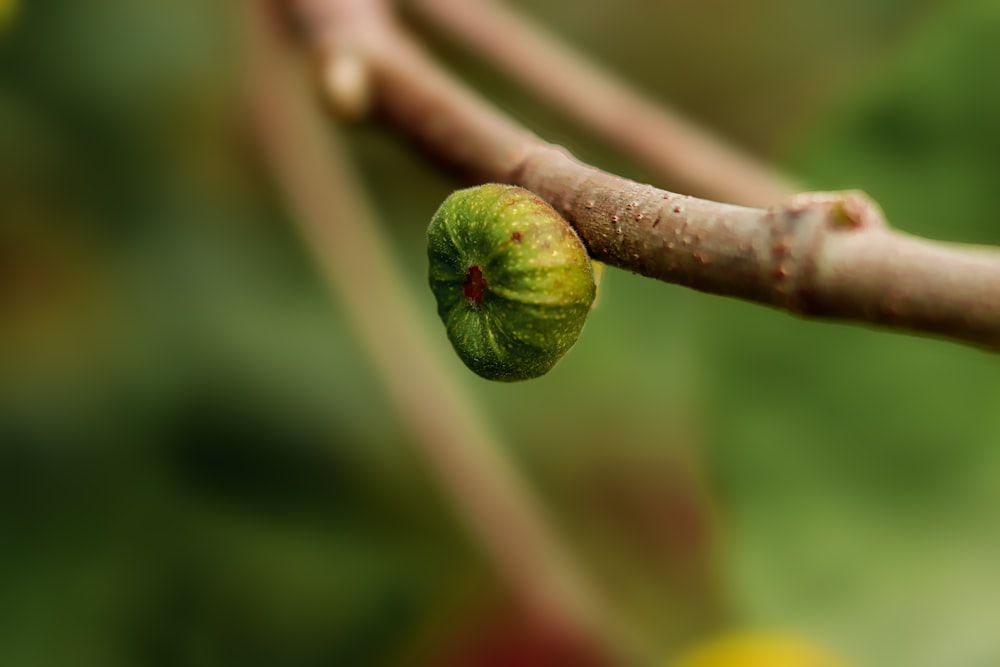 a close up of a green apple on a tree branch