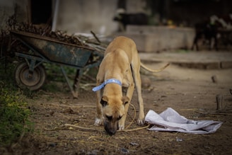 A tan dog with a blue collar sniffs the ground next to some scattered debris and a small pile of twigs. In the background, a wheelbarrow filled with branches and other indistinct objects is visible. The setting appears to be outdoors, possibly in a rural or semi-urban environment.