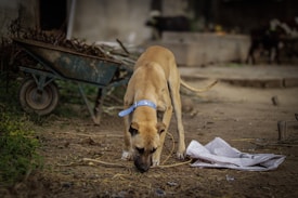 A tan dog with a blue collar sniffs the ground next to some scattered debris and a small pile of twigs. In the background, a wheelbarrow filled with branches and other indistinct objects is visible. The setting appears to be outdoors, possibly in a rural or semi-urban environment.