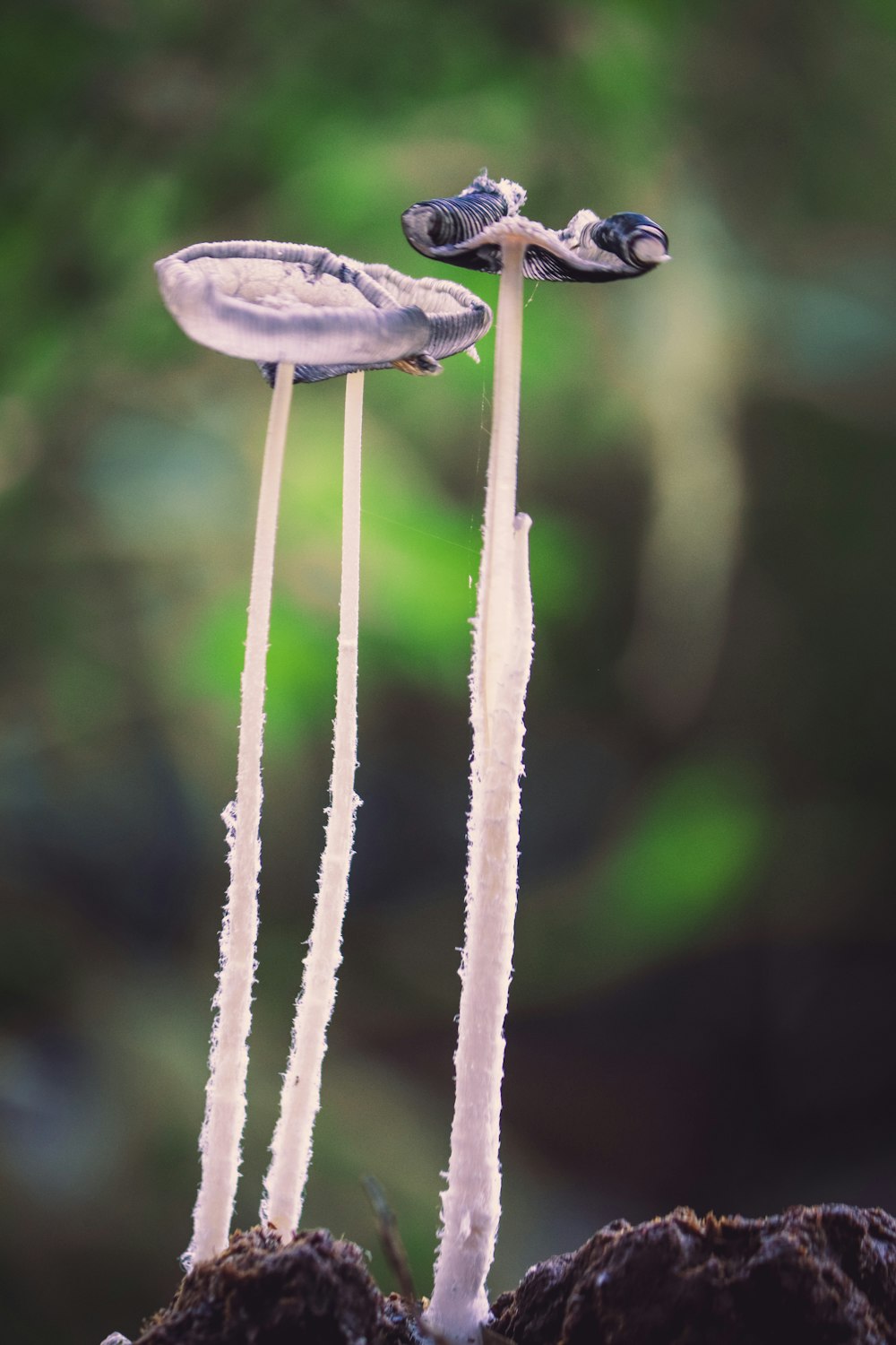 a close up of two plants with long stems