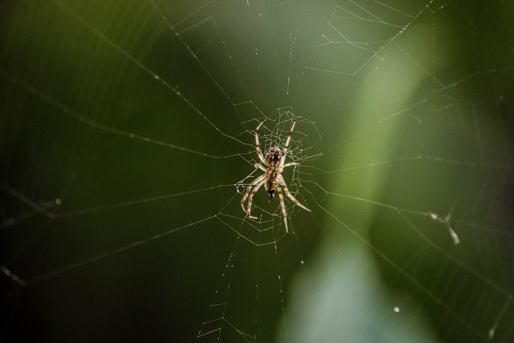 a close up of a spider on a web