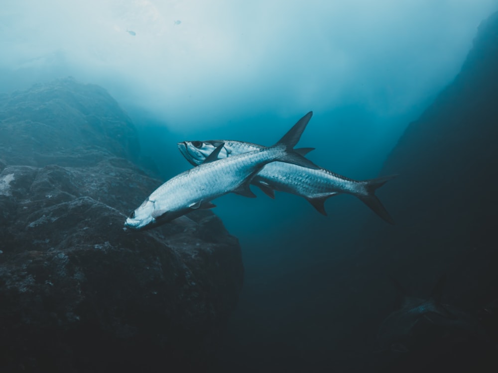 a fish swimming in the water near a rock