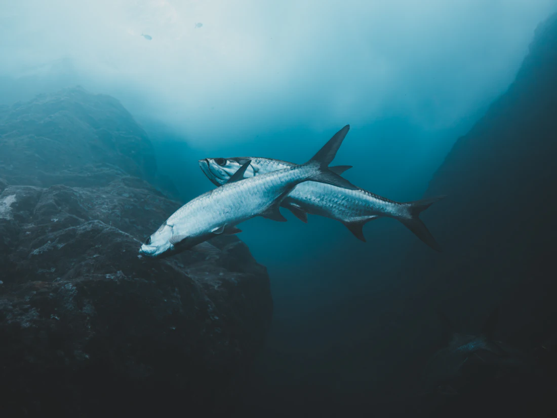 Large tarpon fish swimming underwater