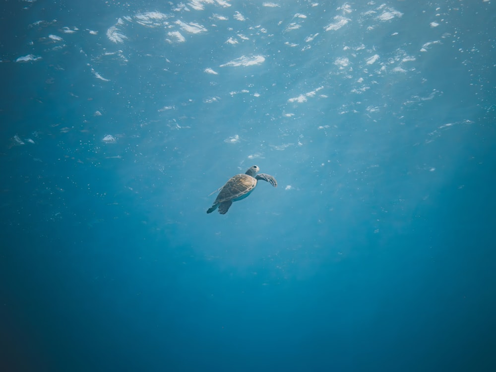 a sea turtle swimming in the blue water