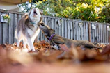 Two dogs playing together in a sunlit backyard with a resident watching nearby.