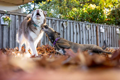 Two dogs playing together in a sunlit backyard with a resident watching nearby.