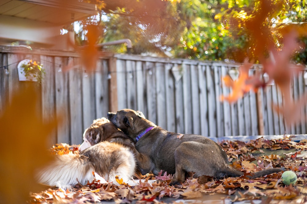 two dogs playing with each other in the leaves