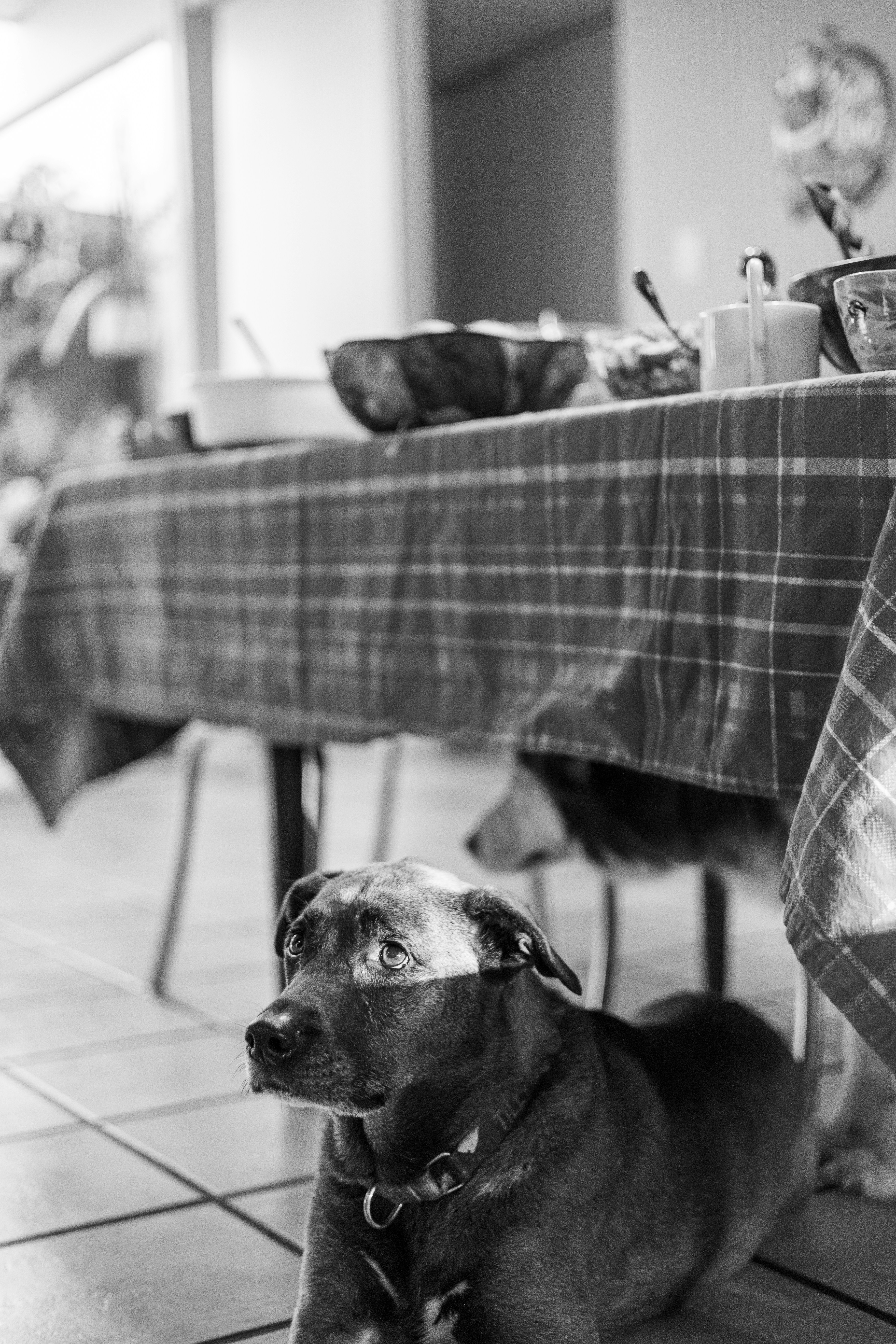 A black and white photo of a dog sitting under a table photo Free Dog