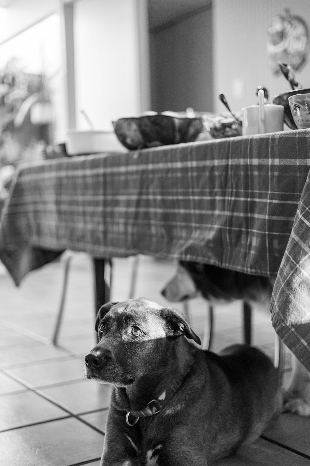 a black and white photo of a dog sitting under a table