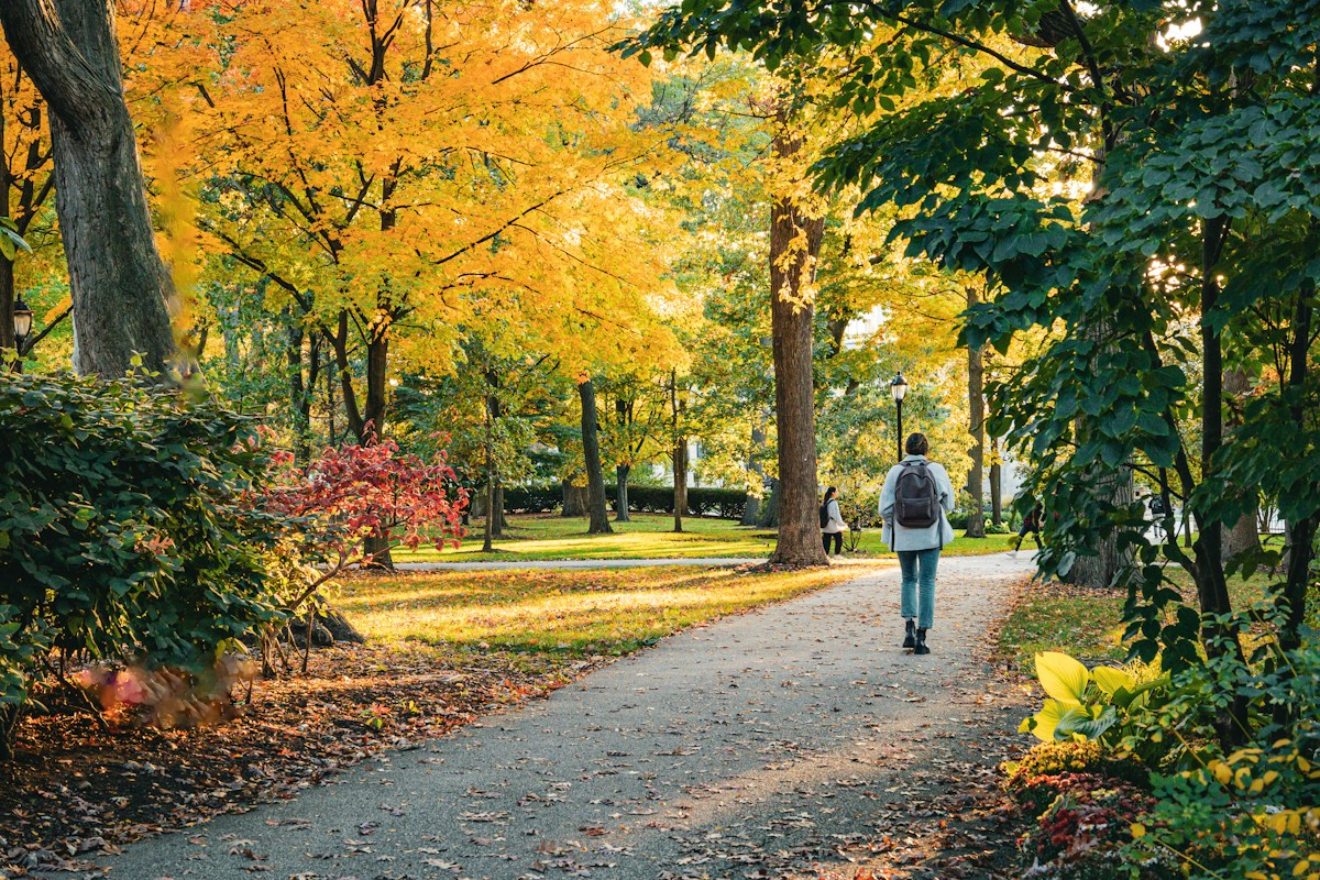 A person walking away along a tree-lined park path in morning light