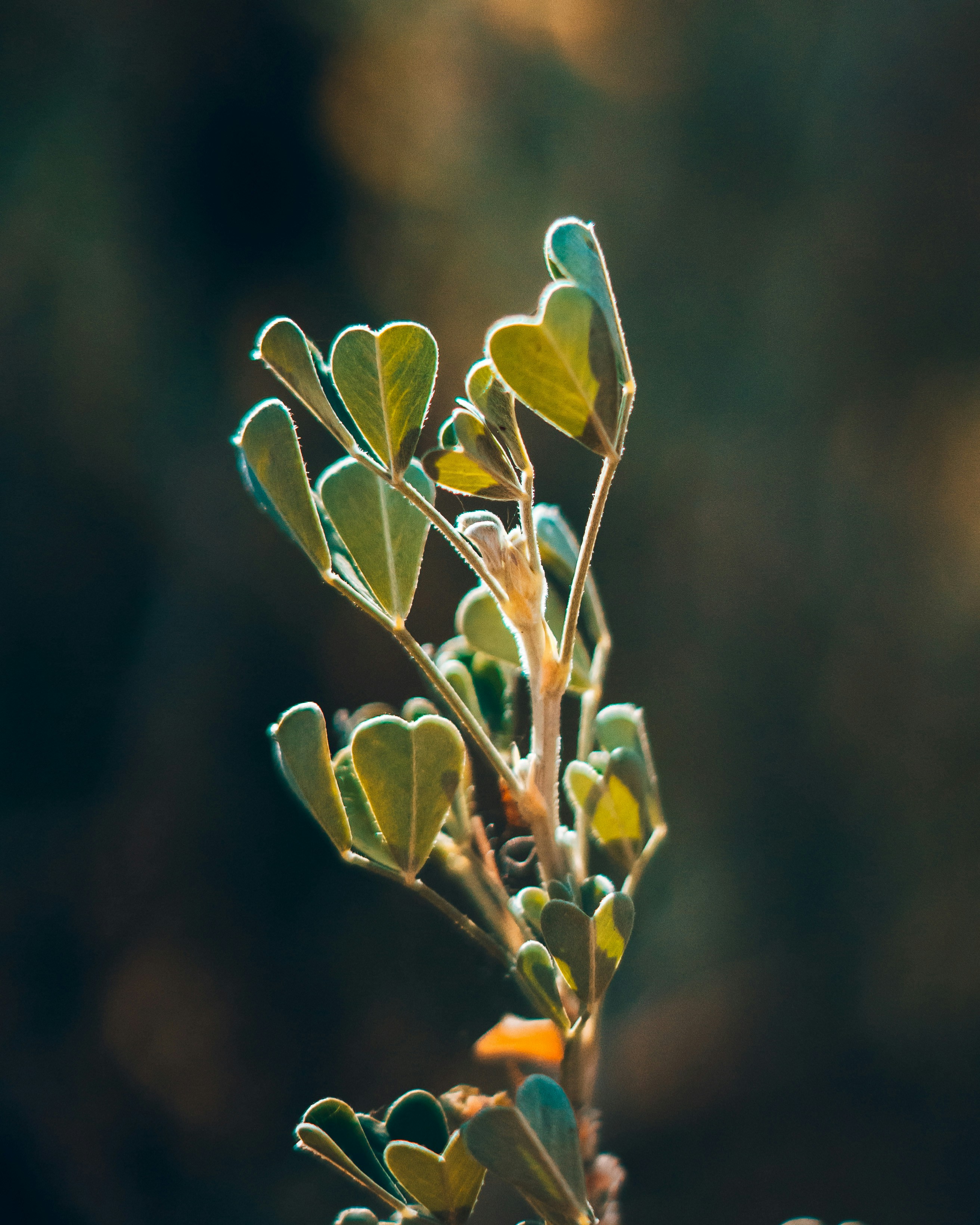 Photo by wojtekpaczes