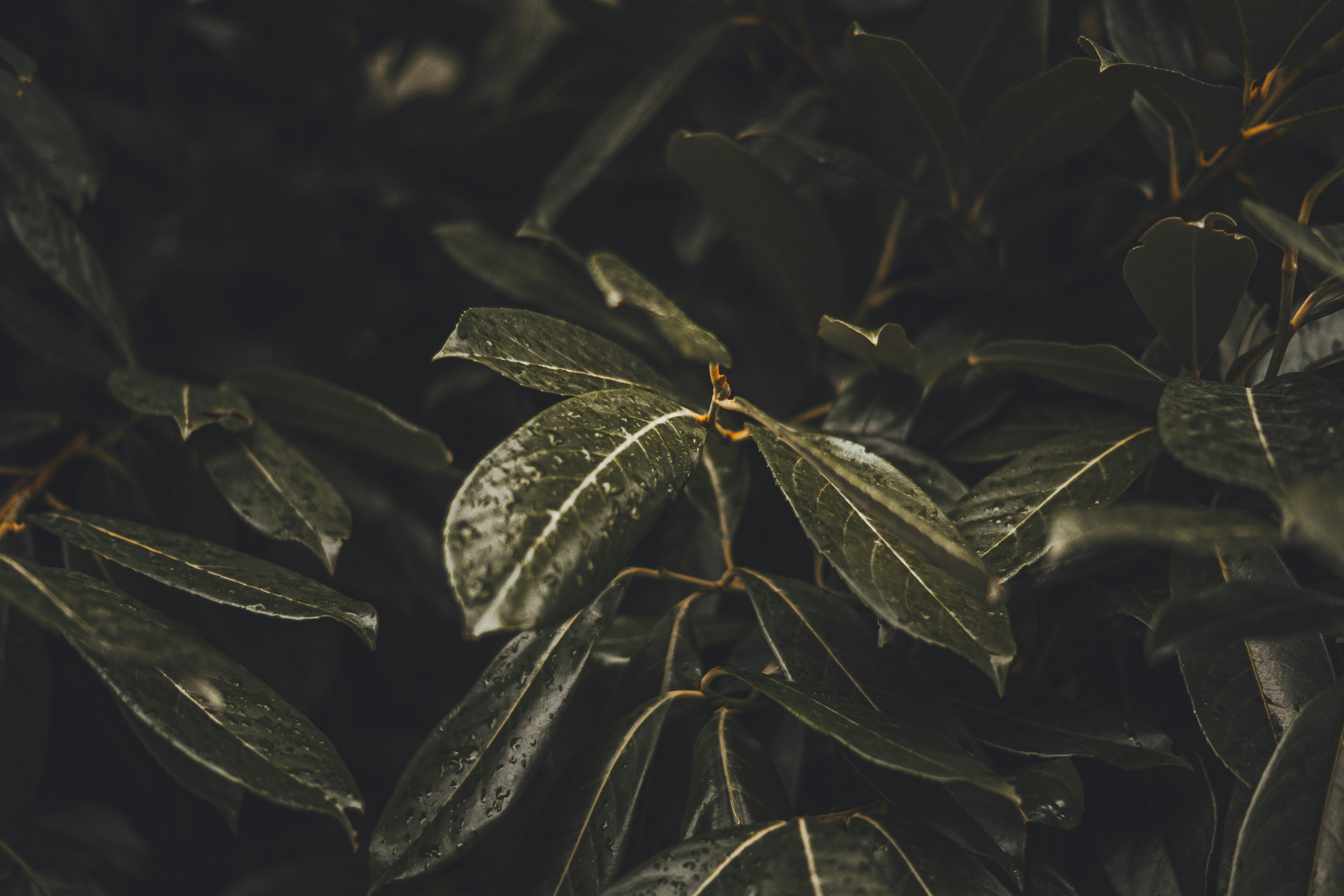 Photo by wojtekpaczes