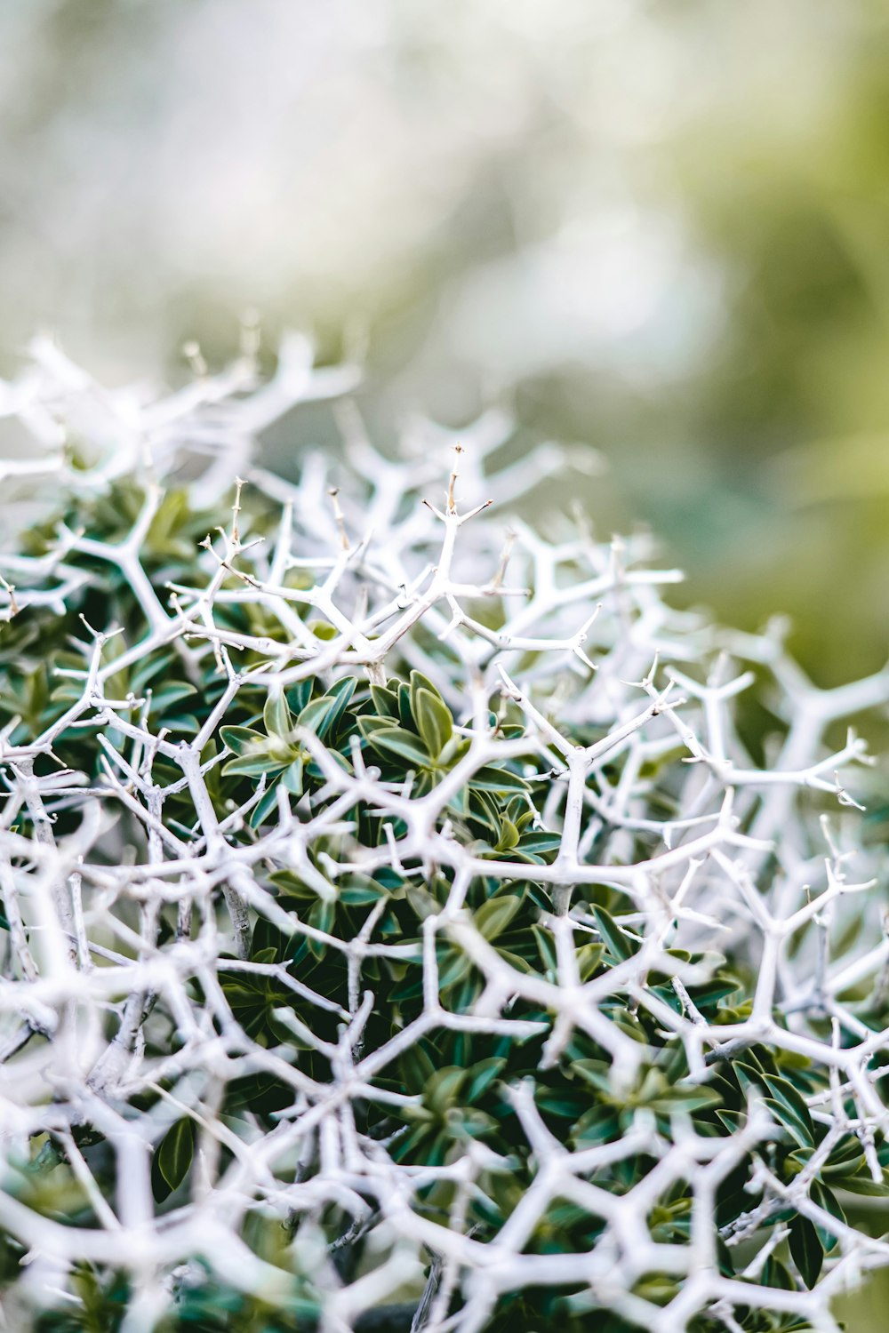 a close up of a bunch of white flowers