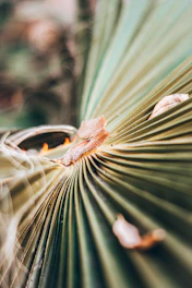 A serene setting showing ancient palm leaves spread out with a practitioner gently examining them by candlelight.