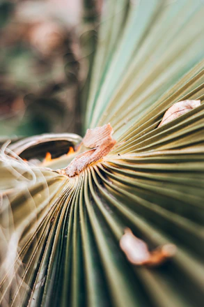 A serene setting showing ancient palm leaves spread out with a practitioner gently examining them by candlelight.