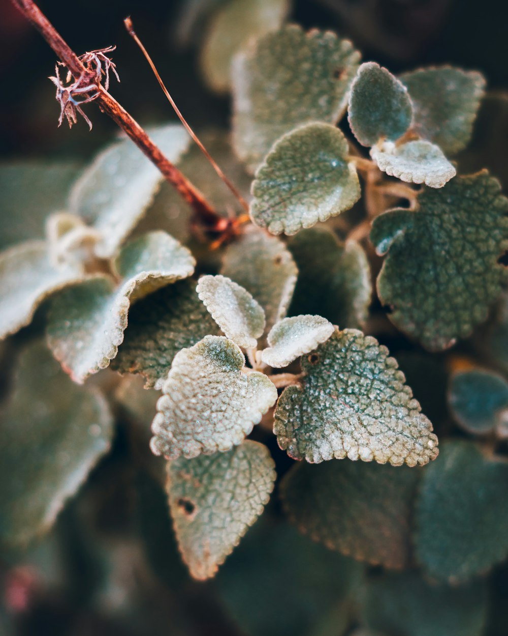 a close up of a plant with green leaves