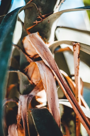Artistic shot of cannabis leaves backlit by warm sunlight highlighting their texture.