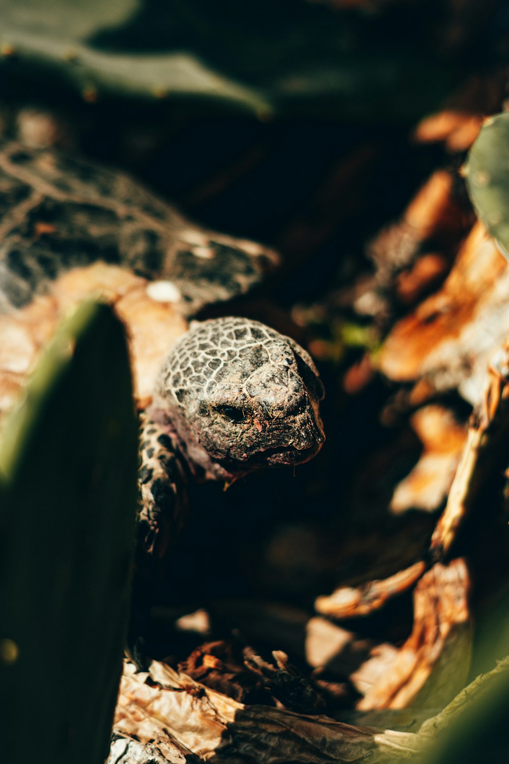 a close up of a small turtle on the ground