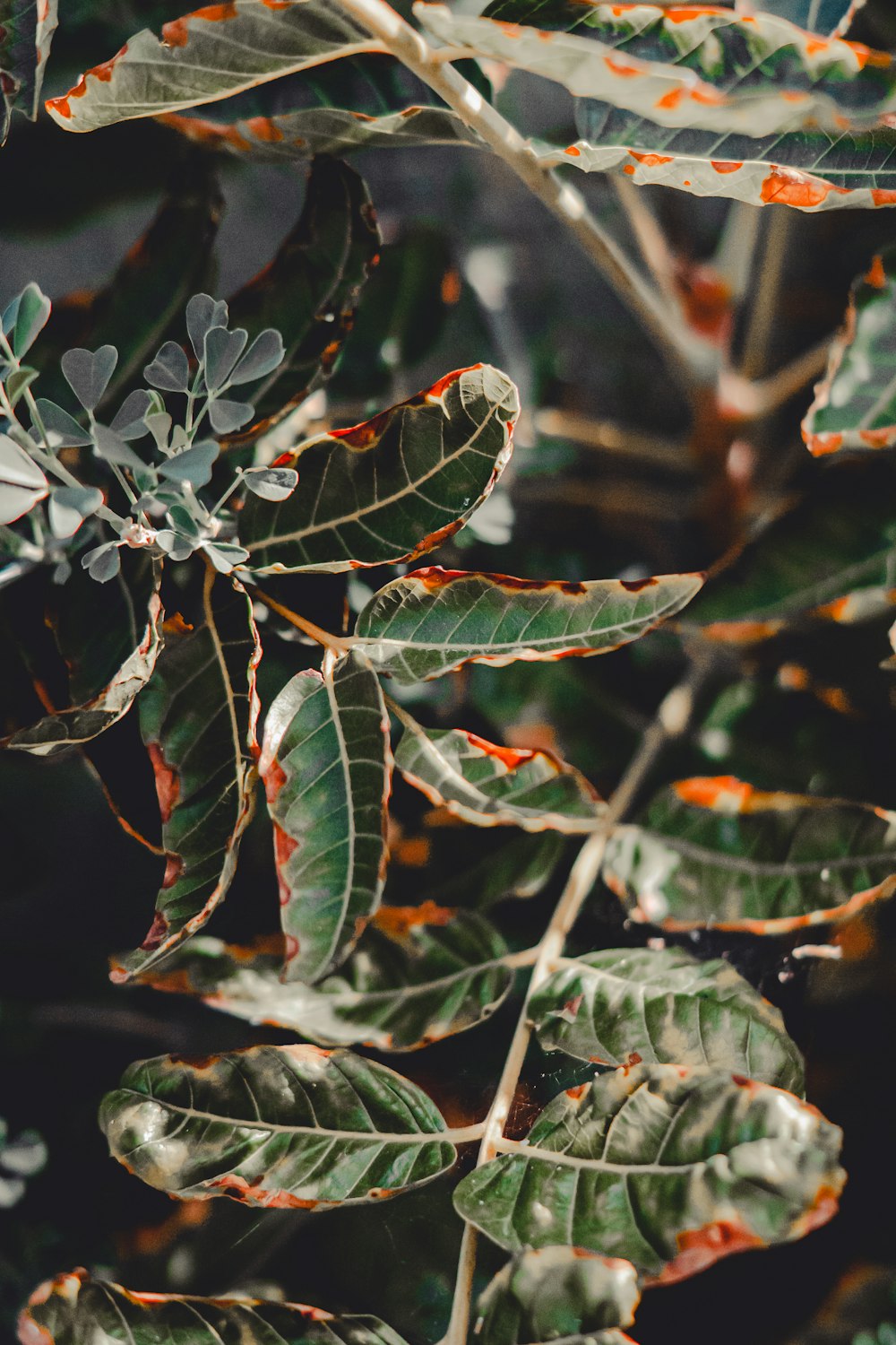 a close up of a leafy plant with red spots