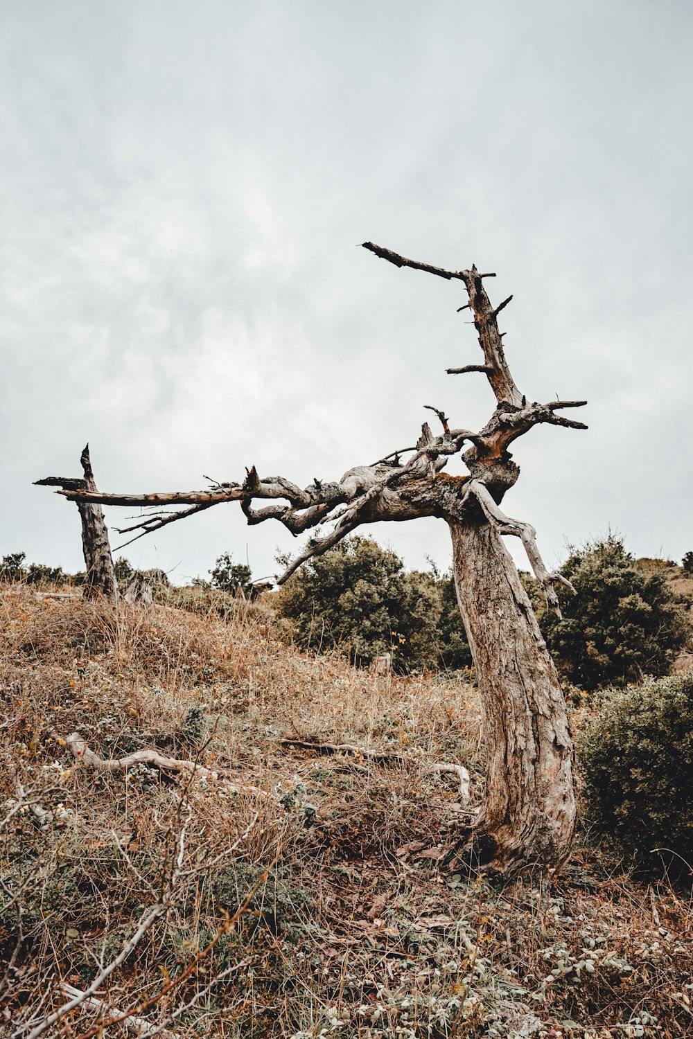 un árbol que está parado en la hierba