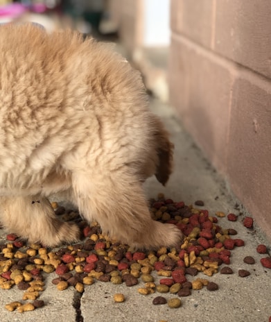 A fluffy puppy is focused on eating a pile of dry dog food scattered on a concrete surface. The dog has light, beige fur and is standing on all fours with its head lowered toward the food.