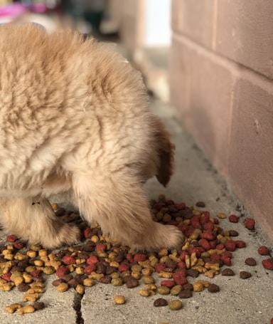 A fluffy puppy is focused on eating a pile of dry dog food scattered on a concrete surface. The dog has light, beige fur and is standing on all fours with its head lowered toward the food.
