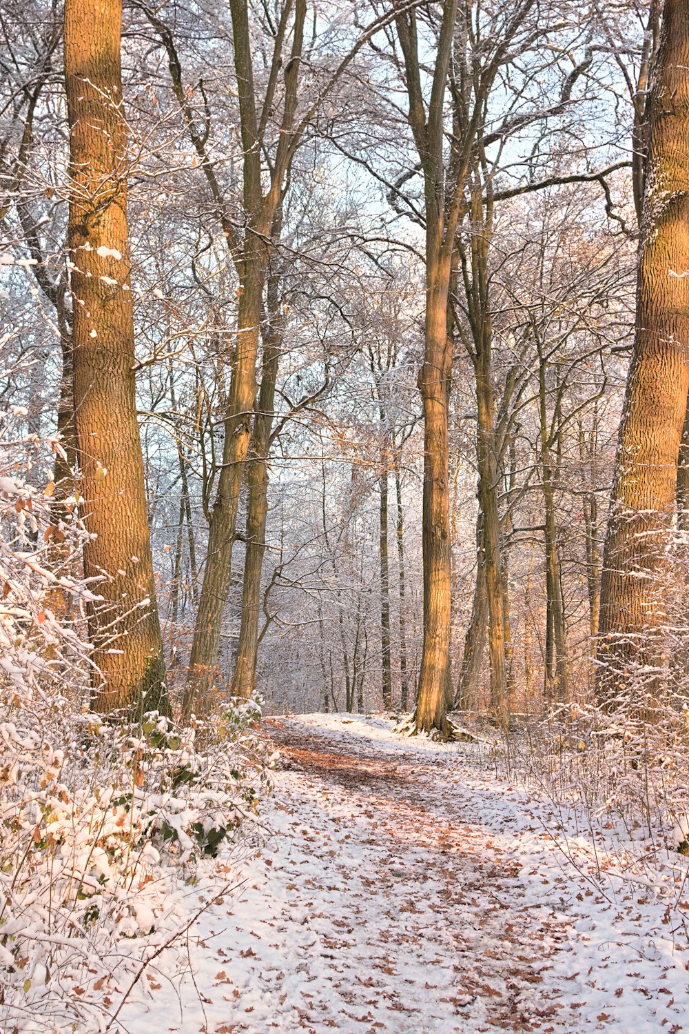 un chemin à travers une forêt enneigée avec beaucoup d’arbres