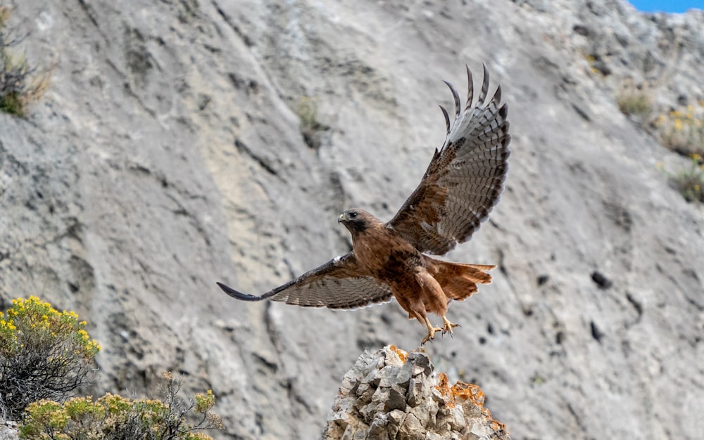 a bird of prey is flying over a rock