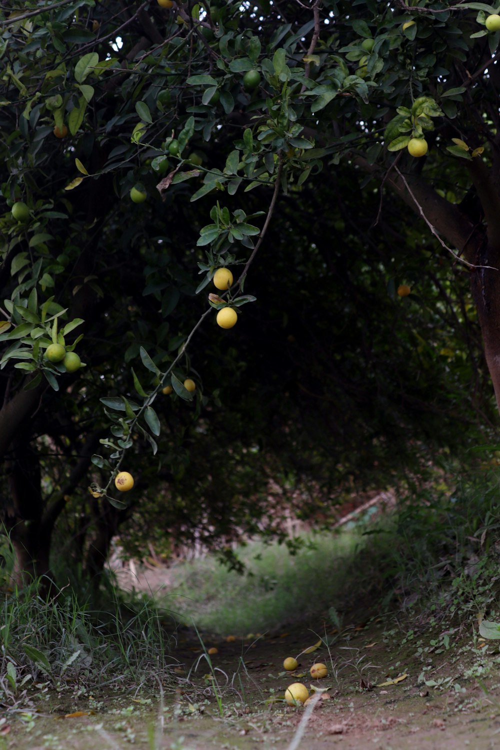 un naranjo lleno de muchas naranjas