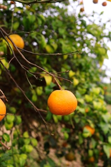 A ripe orange hangs from a tree branch surrounded by lush green leaves, indicating a healthy and abundant citrus orchard.