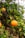 A ripe orange hangs from a tree branch surrounded by lush green leaves, indicating a healthy and abundant citrus orchard.