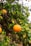 A ripe orange hangs from a tree branch surrounded by lush green leaves, indicating a healthy and abundant citrus orchard.
