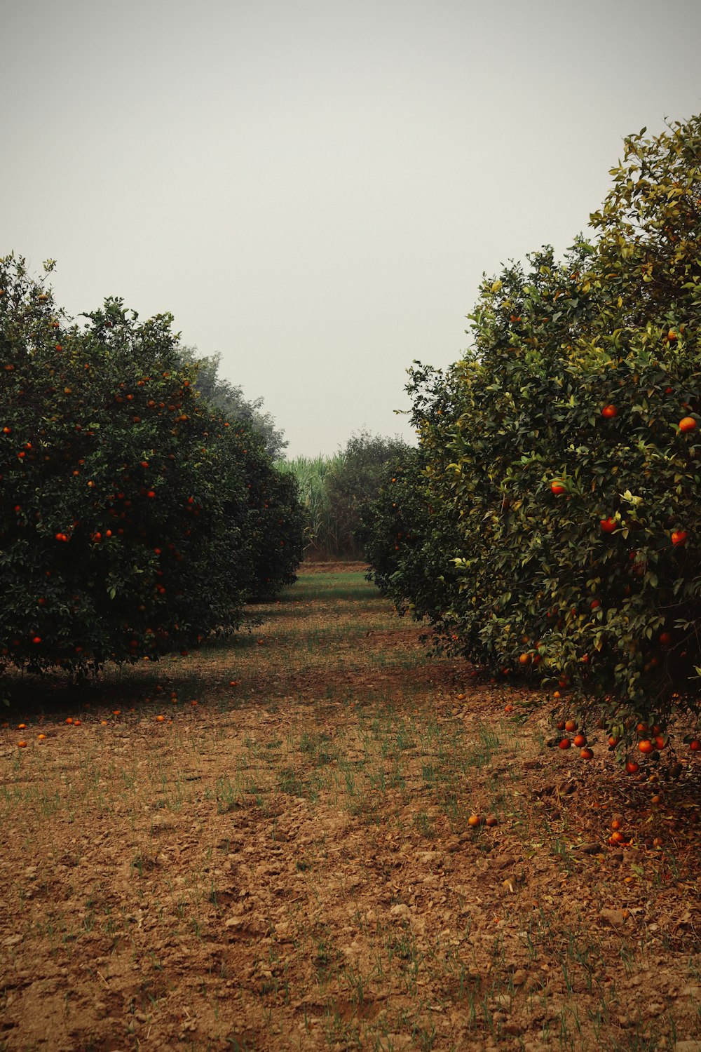an orchard of orange trees in a field