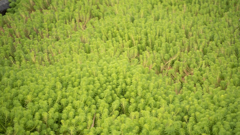 a large group of trees in the middle of a forest