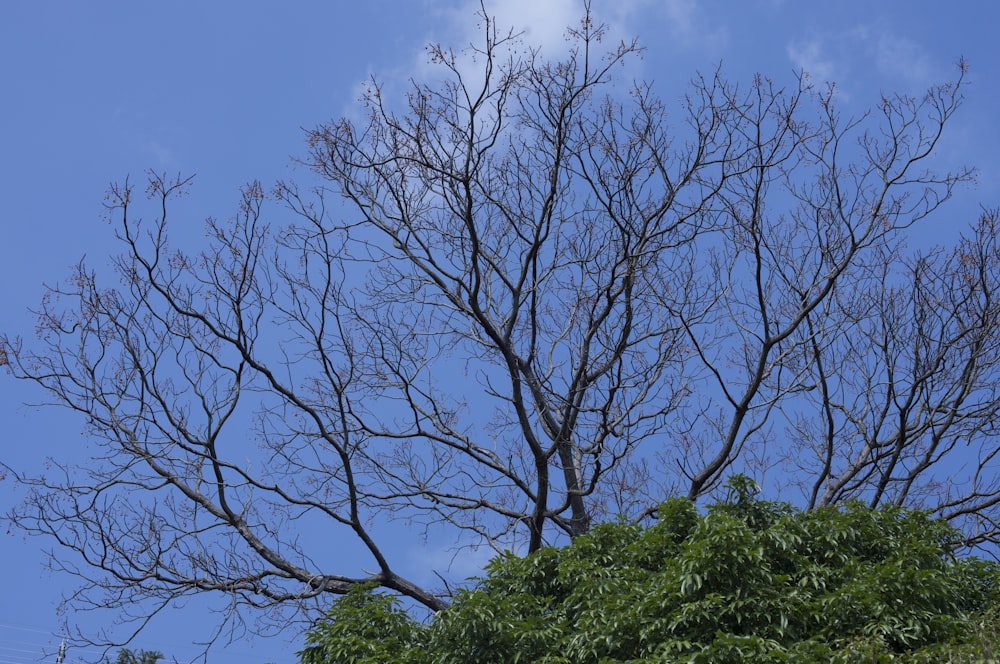 a tree without leaves with a blue sky in the background