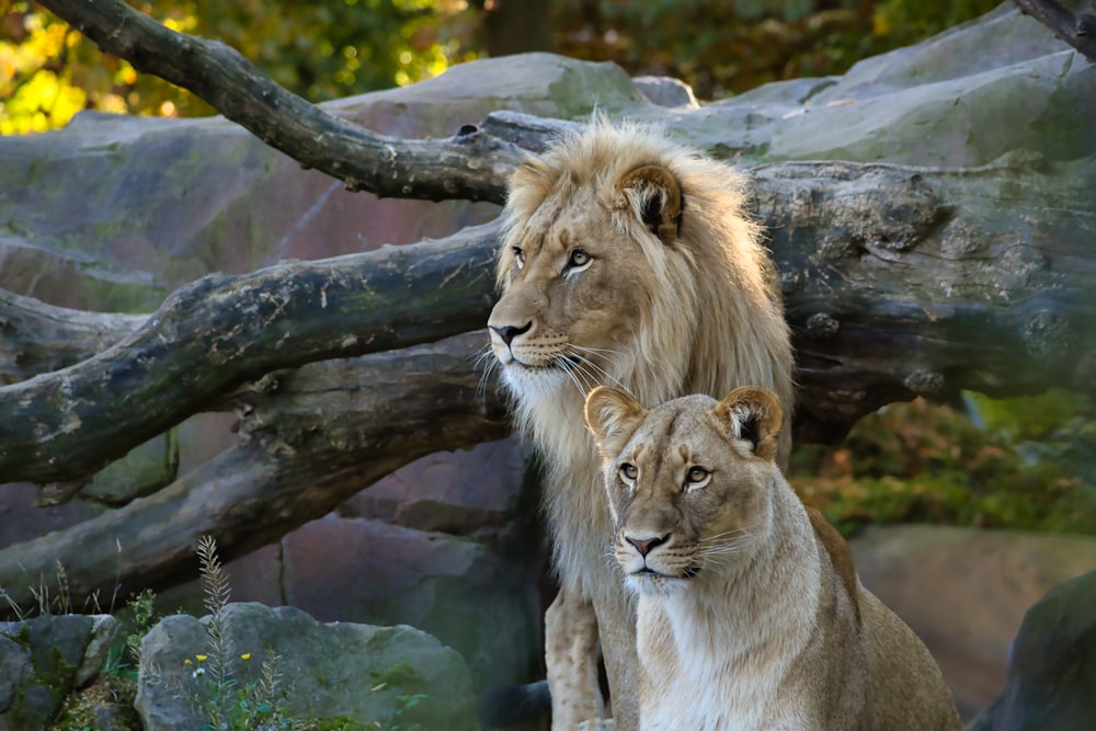 una coppia di leoni in piedi l'uno accanto all'altro