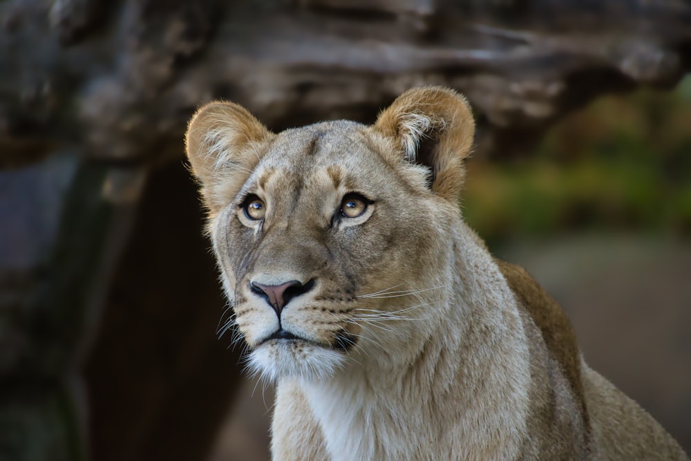 a close up of a lion looking at the camera