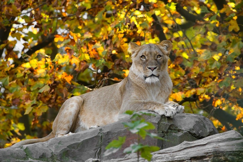 a lion laying on top of a large rock