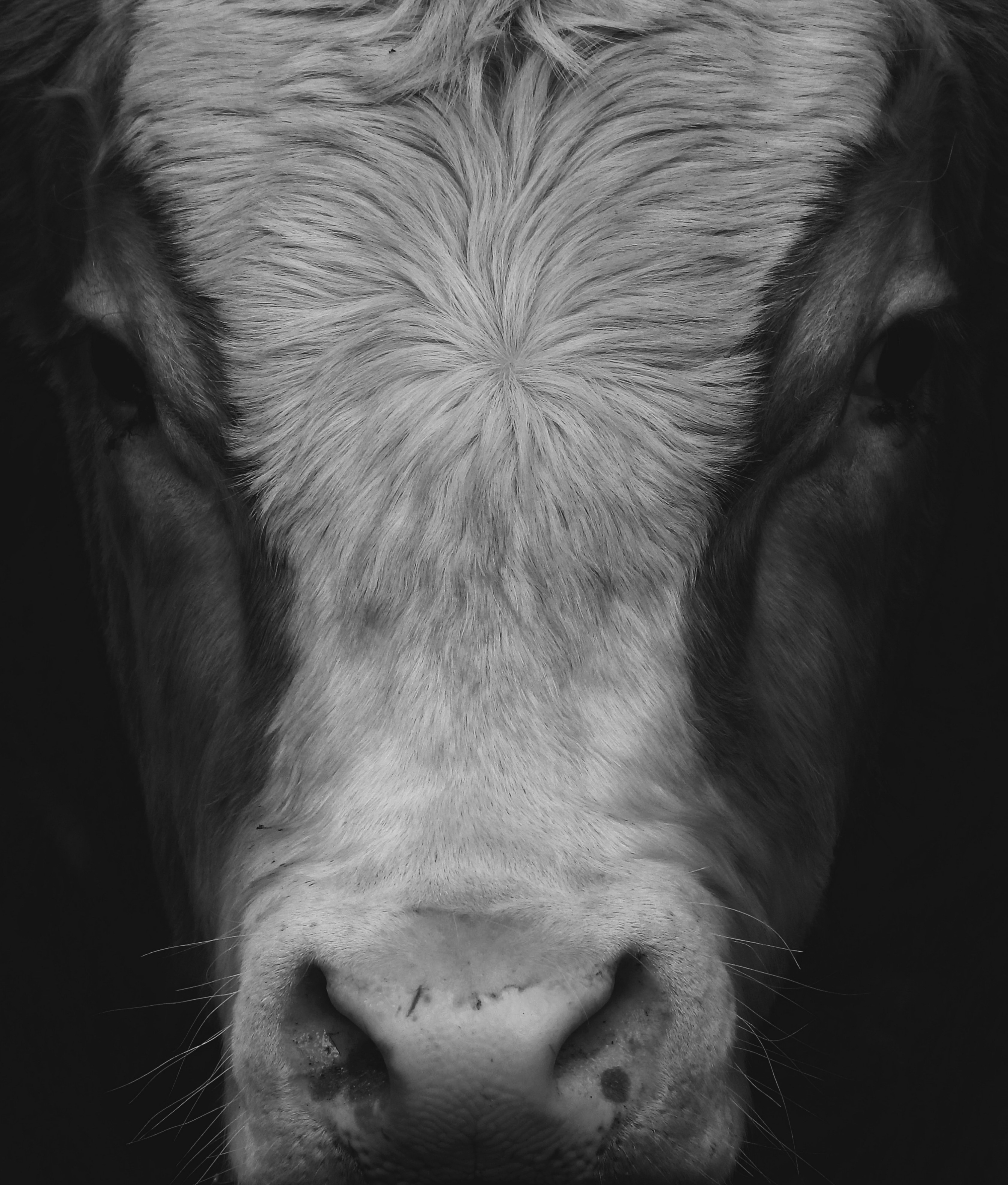 a black and white photo of a cow's face