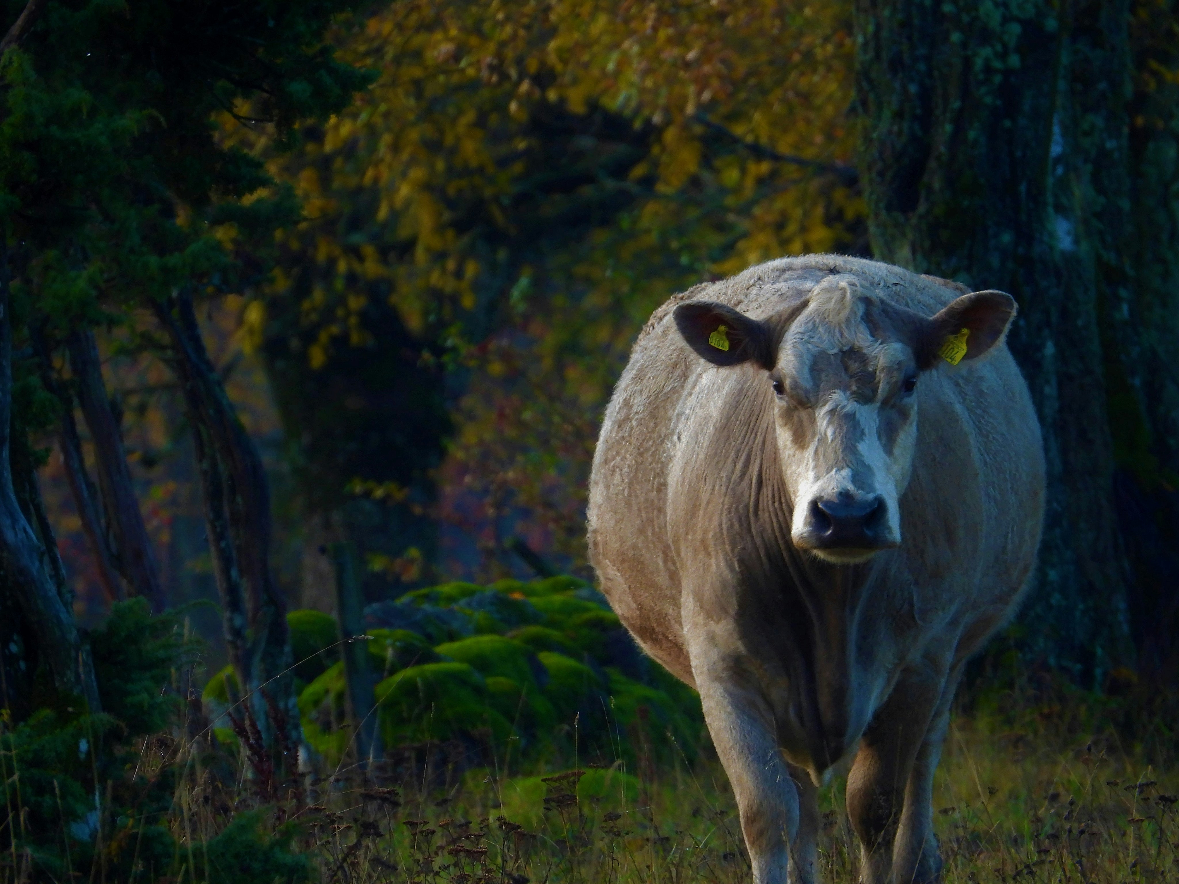 a cow standing in a field with trees in the background