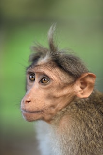 a close up of a monkey with a blurry background
