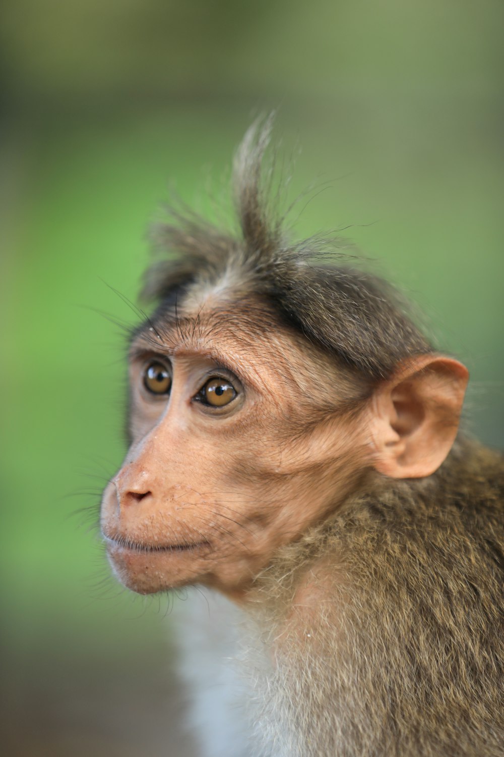 a close up of a monkey with a blurry background