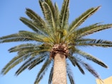 A tall palm tree with a textured trunk and sprawling, green fronds extends outward against a clear blue sky. Sunlight illuminates the top of the tree, casting small, intricate shadows from the leaves.