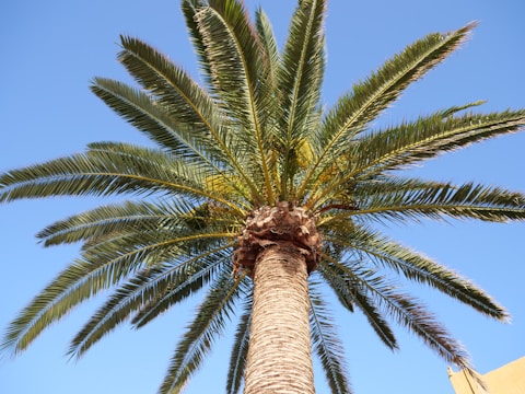 A tall palm tree with a textured trunk and sprawling, green fronds extends outward against a clear blue sky. Sunlight illuminates the top of the tree, casting small, intricate shadows from the leaves.